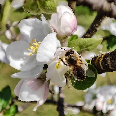 Casa de Férias Silent Orchard