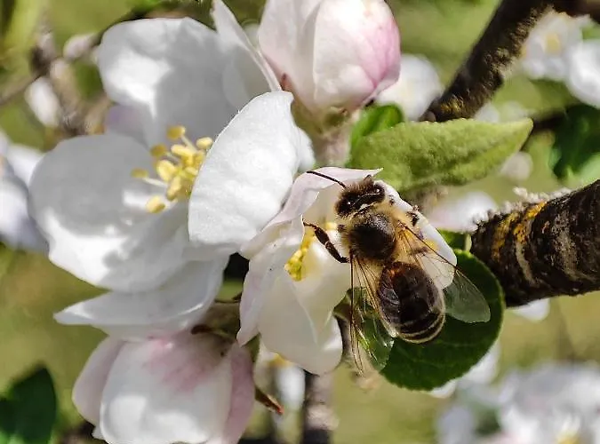Tatil Evi Silent Orchard
